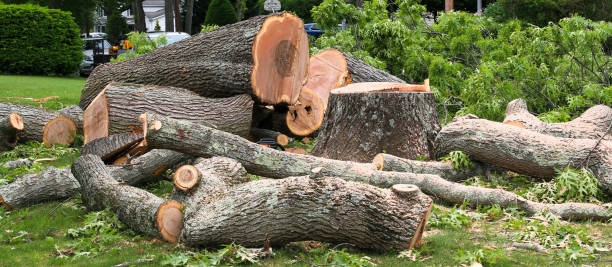 Reliable Clyde, NC Tree Care Solutions